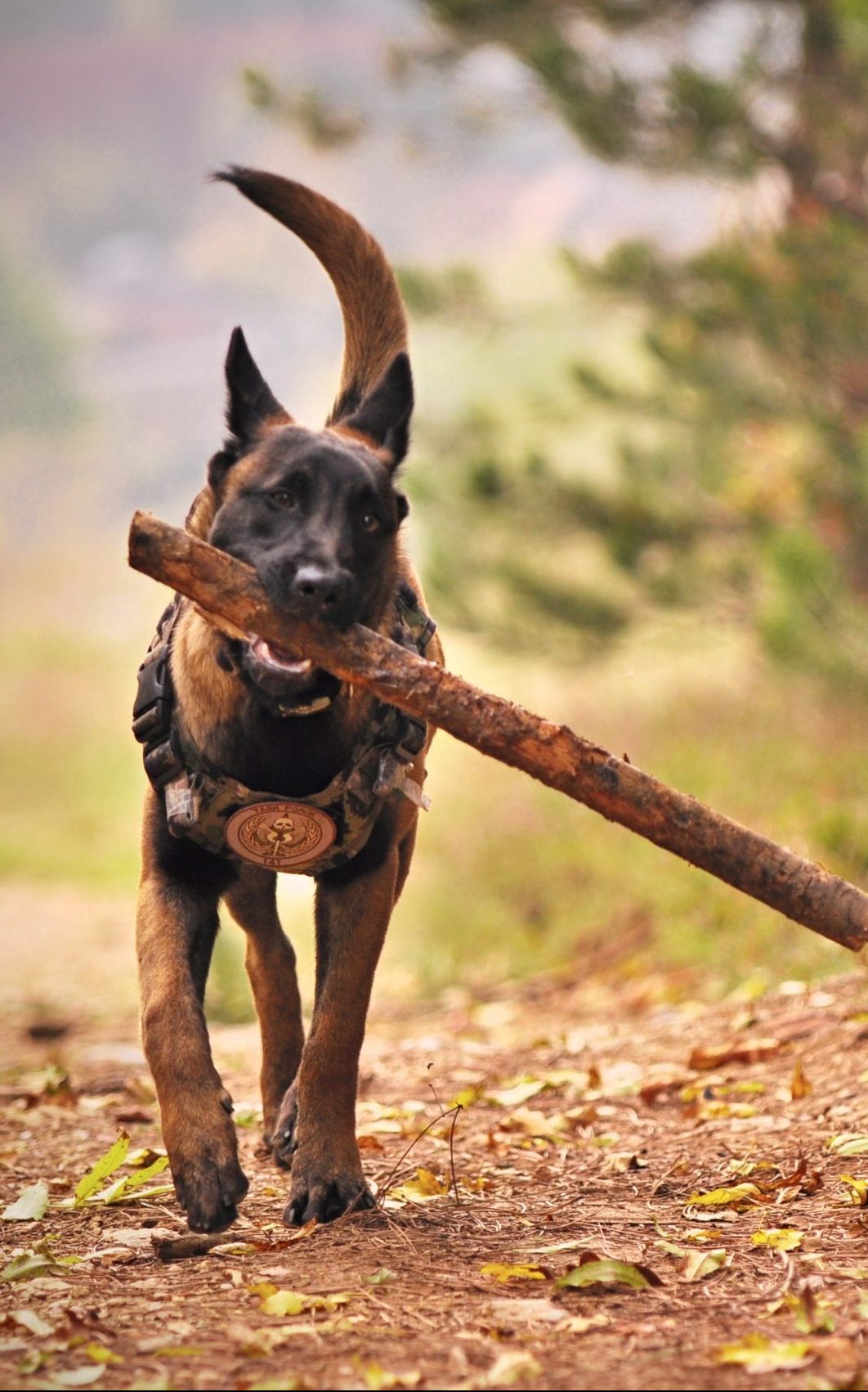 pexels-jozef-fehér-1633522